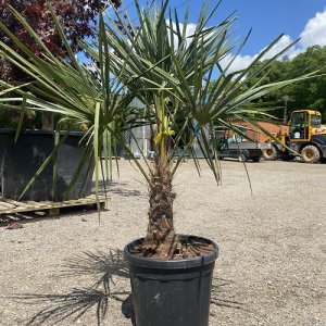Palma konopná (Trachycarpus fortunei) - výška kmeňa 30-40 cm, celková výška 90-120 cm, kont. C20L (-17°C)
